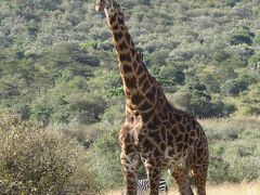 東アフリカ周遊（11）【ケニア：マサイマラ・サファリーツアー（その１）】