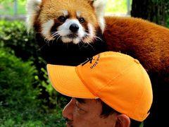 初秋のレッサーパンダ紀行【２】　茶臼山動物園　残暑で外パンダは非展示　本日はロン君三昧！！