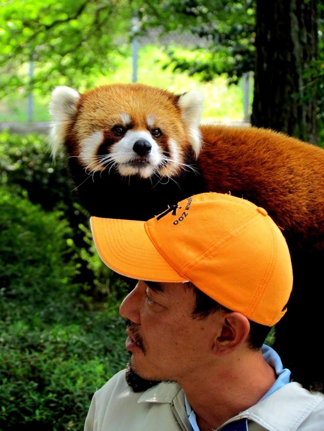 先月に続き、今年５回目の茶臼山動物園です。<br />レッサーパンダは暑さに弱く、ここ茶臼山動物園でも気温が３０℃を越える日には熱中症対策でパンダを屋外放飼場には出しません。<br />そろそろ秋めいてきたので、外パンダに会えるかも？と期待してきたのですが、強烈な残暑で今日も３０℃オーバー・・・。<br />しかし、ご安心あれ！！<br />外にパンダが放たれなくても、茶臼山のレッサーパンダ舎は期待を裏切らない空間なのです。<br /><br />では、究極の癒し空間に出発です。<br /><br /><br />これまでのレッサーパンダ旅行記はこちらからどうぞ→http://4travel.jp/traveler/jillluka/album/10652280/