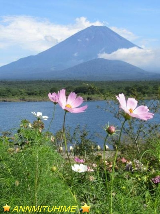 横浜に住んでいますが、富士山がよく見えます。<br />これって、すごく贅沢。<br />でも、もっと近くで富士山を見てみたいから…って、<br />今年の夏休みの旅行は「富士五湖巡り」にしてみました。<br /><br />河口湖・山中湖・本栖湖・西湖・精進湖<br />富士山は、どのように見えるでしょう。<br /><br />箱根にはよく行っていましたが、富士五湖に１回しか行っていません。<br />しかも、そのときは梅雨時で富士山が見えなかったのです。。。<br /><br />夏のお盆の頃は暑いけれども、富士山が見える時ってありますよね。<br />雪をかぶっていない富士山の姿。<br />こういう景色もきっとステキでしょうね。<br /><br />そして今回は、富士五湖ひとつひとつをぐるりと車で一周して、<br />湖のようすも楽しん来ましょう。<br /><br />