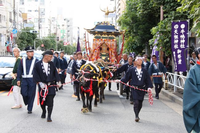 東京スカイツリーからほど近い墨田公園に隣接する牛嶋神社、今年は鎮座1155年にあたるそうで、5年に一度の大祭が行われました。<br />暑い中、牛が引く鳳輦(ほうれん)渡御を見に出掛けました。<br /><br />これまで、鳳輦を引くのは福島県南相馬市で「神牛」として特別に訓練を受けた牛でしたが、昨年三月の原発事故で飼育農家が被災したため、今年初めて、京都の葵祭で活躍している牛が代役を務めました。<br /><br />牛嶋神社の祭礼は、古くは貞観の昔、9月15日にはじめて行われたと言われ、現在は毎年9月、敬老の日に近い土日に行われています。<br />今年は、14日(金)、15日(土)に神幸祭 鳳輦渡御、16(日)に各町大神輿連合宮入渡御が行われました。 <br />