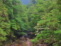 屋久島12　白谷雲水峡a  水源の森では雨も降り　☆ヤクジカと出会う