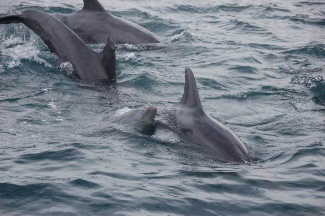 イルカとペンギンを見に行きたくなって、長崎に行ってきました。<br /><br />1日目<br />・職場から伊丹空港へ直行。<br />・伊丹→ANA 169便→長崎<br />・そのままホテルへ。<br /><br />2日目<br />・レンタカーを借りて、加津佐方面へ。<br />・イルカウォッチングを楽しむ。<br />・帰り道に長崎ペンギン水族館へ。<br />・レンタカー返却後、長崎市内を散策。雨が降り出す。<br /><br />3日目<br />・朝から雨。長崎は今日も雨だった。<br />・眼鏡橋付近を散策。<br />・長崎→JAL 2374便→伊丹<br /><br />「加津佐編」では、イルカウォッチングまでの様子をお伝えします。