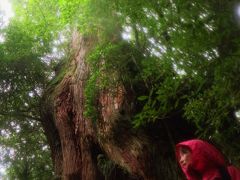 屋久島13　白谷雲水峡ｂ 二代大杉は王者の風格　☆慄然と雨を受け流し