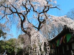 たまたま遅咲き桜に遭遇、ラッキーな京都
