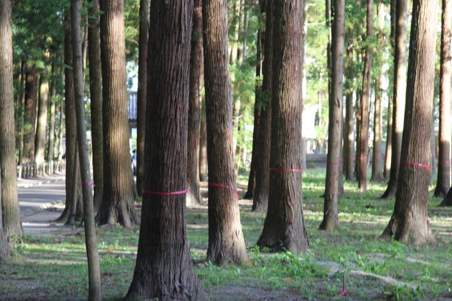 津波により瑞巌寺の杉の木がずいぶん傷んで・・<br /><br /><br />300本近く伐採されるみたいで・・（＞＜；