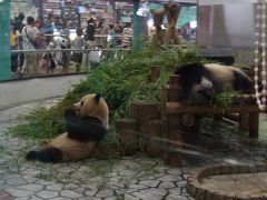 子連れで初めての和歌山旅行（その２）～アドベンチャーワールド・白良浜で海水浴編～