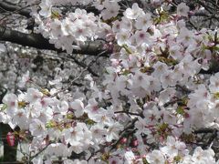 2011年　目黒川の桜　～３月から１２月～
