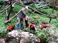 初秋のレッサーパンダ紀行【４】　よこはま動物園ズーラシア＆多摩動物公園　単独展示vs多頭展示 それぞれ魅力的です