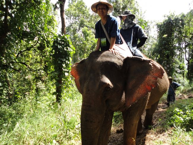 ある冴えない中年が、象使いになった感動ストーリー<br /><br />というのはウソ。<br />タイ・エレファント・ホーム（チェンマイ）での<br />２日間の象使い体験について紹介します。