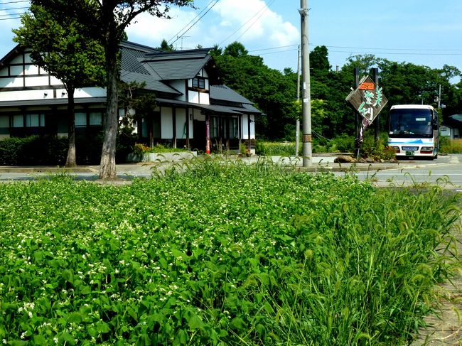 尾花沢を立ち、その日の内に立石寺（山寺）参詣を終えた芭蕉は、よほど疲れていたとみえ、翌朝、芭蕉は天童まで苦手な馬を借りる。<br /><br />芭蕉達は天童から羽州街道を北に戻り、土生田の追分で羽州街道を外れ、大石田に向かう。<br /><br />我々は山形新幹線で終点山形駅を降り、羽州街道と平行して走る山形北バイパス（13号線）で北上、途中、村山で小休止した後、土生田で山形北バイパスを降り、芭蕉達とほぼ同じ道を大石田に向かい、大石田町のそば畑が広がる緑という所の、そば処”みどり”で、手打ちそばととろろの昼食。<br /><br />遠くからは一面に可憐な白い花で覆われたそば畑であったが、近づいて見ると連日の暑さに葉がやや萎れていた。<br /><br />我々旅人には苦手な雨も、そば畑には一降り欲しいところだろう。