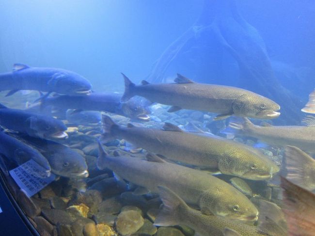 北見市の温根湯温泉に今年７月にリニューアルオープンした“山の水族館”。<br /><br />かなり小さいけれども、日本初と世界初がある水族館！<br />自然に近い環境を作り出すための独特の工夫がされた内容で、それはまるで旭山動物園のような試み。<br /><br />オープンわずか１ヶ月で、１年間の目標であった入館者５万人を早々と突破と大人気。<br />この日も朝早く訪れましたが、もう既にたくさんの人が訪れていました！