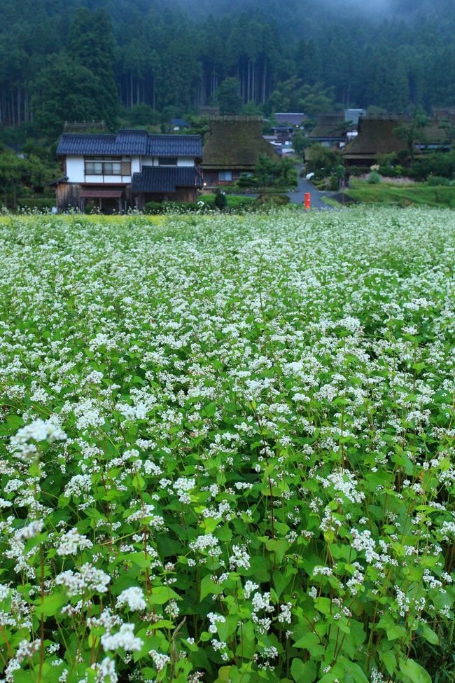 そばの花が見頃を迎えた「美山　かやぶきの里　北村」へ。<br /><br />その後は彼岸花を探しに亀岡へ移動しました。<br /><br /><br />道の駅/京都新光悦村→道の駅/スプリングスひよし→道の駅/美山ふれあい広場→美山　かやぶきの里　北村→道の駅/ウッディー京北→出雲大神宮→道の駅/ガレリアかめおか→穴太の里→穴太寺→犬甘野の風土館　季楽→鍬山神社→帰路<br /><br /><br />美山　かやぶきの里　北村　HP↓<br />http://www.kayabukinosato.com/index.html