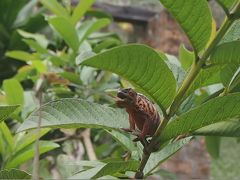 2012年　にょーんとマダガスカル８日間