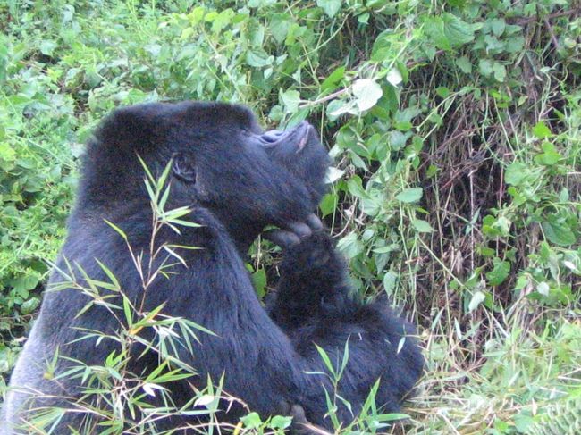 ルワンダ:マウンテンゴリラの群れを観察