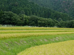 日本の原風景を求めて～京都越畑・樒原の棚田へ　Part1
