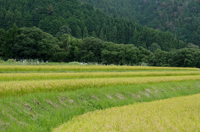 京都市内から1時間ほどで日本の原風景のような棚田があります。<br />春に水を張った棚田を見に出かけたかったのですが、実りの季節を迎えた棚田を訪れました。<br /><br />ところが…<br />棚田へ行くと遠くからパンパンと音がしています。<br />地元の方に伺うと今日はシシ追いをしているから、奥へはいかない方がいいとの事…<br /><br />シシに間違えられてはどうにもなりませんので、この日はざっくりと棚田の風景を楽しみ<br />せっかくなので、鳥居本へ出ましょうという事で久しぶりに愛宕念仏寺で羅漢さんと会って来ました。<br /><br />