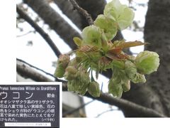 平瀬川の桜たち②　2012年4月16日