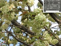 平瀬川の桜たち③　2012年4月24日