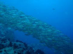 ほぼ英語を話せないが、初の個人手配で行くタオ島①（タオ島までの道のり編）