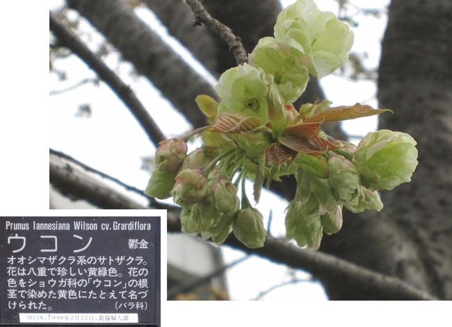 2012年4月16日、再び平瀬川沿いの桜を見に行きました。<br />ソメイヨシノはすでに散ってしまいましたが、ここの桜は、前回来た時にまだ開花していなかった約半数の桜が、ようやく「つぼみ膨らむ」から「チラホラ咲き」、「２～３分咲き」といったところでした。<br /><br />今回はそれらの桜を紹介します。<br /><br />まず、浄水場通りの橋のたもとの「ヤエベニシダレザクラ」と「イチヨウ」に並んで植えられている「ウコン」です。珍しい黄緑色の八重咲きで、まだチラホラ咲きでした