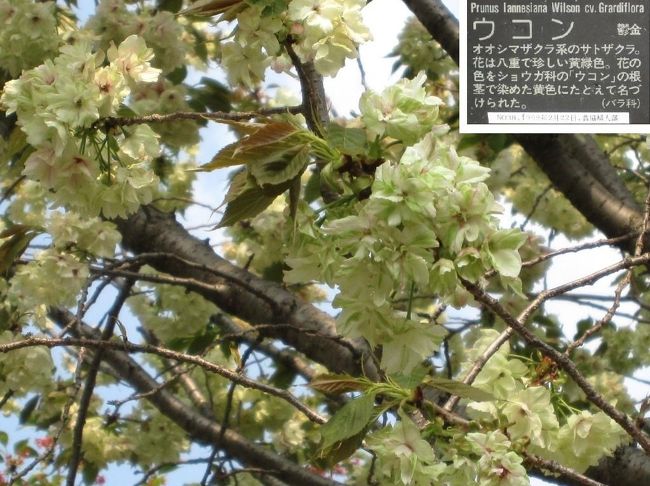 2012年4月24日、気温がぐんぐん上がり、今年一番の暖かさ（暑さ）となりました。<br />平瀬川の桜もいよいよ最後かと思い、午後、平瀬川に行きました。<br /><br />前回訪れた時から一週間が過ぎています。<br />チラホラ咲きだった桜もすでに満開でした。<br />まづ、浄水場通りの西側（平瀬川上流）を歩きました。<br /><br />最初は、ウコン（鬱金）です。前回はチラホラ咲きでしたが、満開の黄緑色の八重の花を咲かせていました。
