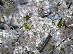 2012 千鳥ヶ淵での桜を愛でる