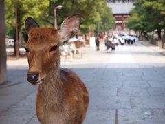 今行きたい場所に全部行く旅! ～①中学の修学旅行以来の奈良公園散策編～