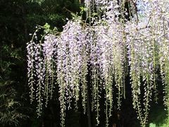 藤棚　薄紫色の花のカーテンが連なります