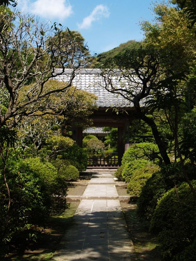 鎌倉市山ノ内にある建長寺塔頭天源院は第13世南浦紹明(なんぽじょうみん)(円通大応国師)の塔所である。本尊は釈迦牟尼仏である。 南浦紹明は、蘭渓道隆のもとで要職を勤め、北九州を拠点に禅を広めていたが、9代執権北条貞時に招かれ、建長寺の住持となった。 天源院の参道は杉並木になっている。しかし、樹の先を切ってしまったために、そのうちの何本かは枯れてしまっている。こうした杉並木の枯れ木はそのうちに切り倒されることになるであろうから、この参道の風景も一変しようか。(表紙写真は天源院山門)