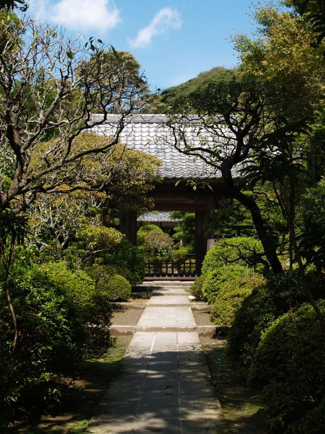 　鎌倉市山ノ内にある建長寺塔頭天源院は第13世南浦紹明（なんぽじょうみん）（円通大応国師）の塔所である。本尊は釈迦牟尼仏である。<br />　南浦紹明は、蘭渓道隆のもとで要職を勤め、北九州を拠点に禅を広めていたが、9代執権北条貞時に招かれ、建長寺の住持となった。<br />　天源院の参道は杉並木になっている。しかし、樹の先を切ってしまったために、そのうちの何本かは枯れてしまっている。こうした杉並木の枯れ木はそのうちに切り倒されることになるであろうから、この参道の風景も一変しようか。<br />（表紙写真は天源院山門）