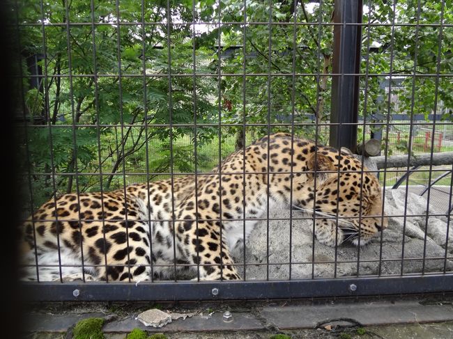 母娘で北海道旅行へ！<br /><br /><br />2日目のメインは旭山動物園!!<br /><br />今回の北海道はこれが目的で来たといっても過言じゃない。<br /><br />そもそもは母たっての希望できたのだけど、すっかり母娘で大はしゃぎ＆大満足の旭山動物園でした(^O^)<br /><br /><br />そう、それは午後の美瑛・富良野用にとっておくべきだったカメラの電池を切らすほどに…(涙)<br />