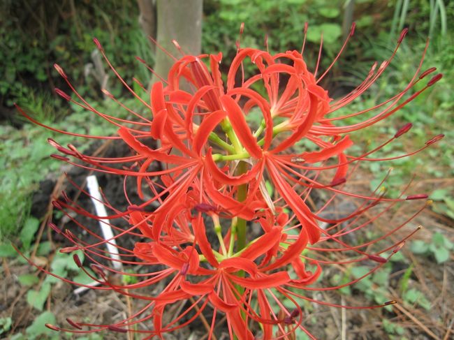 四季折々の花を楽しませてくれる興禅院の彼岸花を見に行きました。<br />彼岸花も終わりの頃でした。<br /><br />近くの万葉植物苑にも行ってみたら、こちらの彼岸花はいい頃でした。<br />安行みどりのまちづくり協議会の皆さんが、保全に力を入れている万葉植物苑。安行赤堀用水沿い緑の保全緑地の一角にあります。<br />万葉植物苑は、いにしえの人々が草花に心を託して詠んだ万葉集にちなんだ植物を集めています。<br />