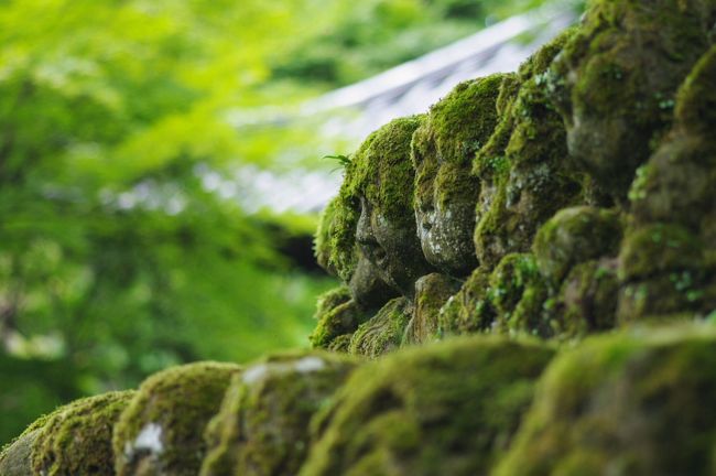 棚田から保津峡経由して鳥居本<br />1年ぶりの愛宕念仏寺です〜　<br />陽射しがきつい日ではありませんでしたが、青もみじの木陰が爽やかで風が心地よく感じました。<br /><br />個性豊かな羅漢さんのお顔はいつ拝見しても心がほっこり<br /><br />長閑な田園風景を眺め、羅漢さんい癒されたそんな一日となりました。<br /><br />棚田は明日再訪することに〜(^^ゞ<br /><br />もしよろしければこちらもご覧くださいませ<br />デジブック「初秋の愛宕念仏寺へ」<br />http://www.digibook.net/d/a8858d57a09e8c1c6655d1768e4df380/?viewerMode=fullWindow