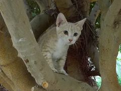 エティハドで行く夏のヨルダン6日間⑤～猫と食べ物～