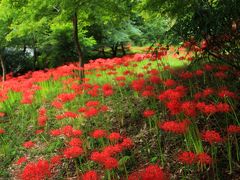 岐阜　明星輪寺の彼岸花