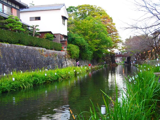 彦根城のライトアップ鑑賞に合わせて、近江八幡の水郷も見て来ました。