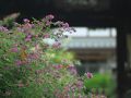 稲沢・清須の旅行記