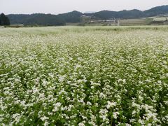 一面真っ白な「そば」のお花畑（奈良県桜井市笠地区）