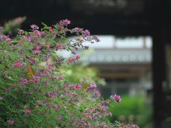 愛知　萩寺　円光寺