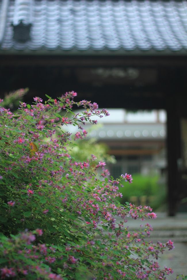 岐阜で彼岸花を見た後、愛知県稲沢市に移動して萩寺 円光寺へ。<br /><br /><br />円光寺→かつ時→帰路