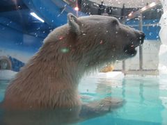 台風の南紀白浜アドベンチャーワールド☆湯快リゾート　ホテル千畳泊(白浜温泉）