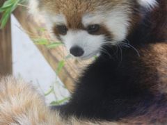 台風が来る前に、埼玉こども動物自然公園へGo！（後編）この子たちに会いたくて！───マヌルネコの赤ちゃんと癒しのレッサーパンダたち