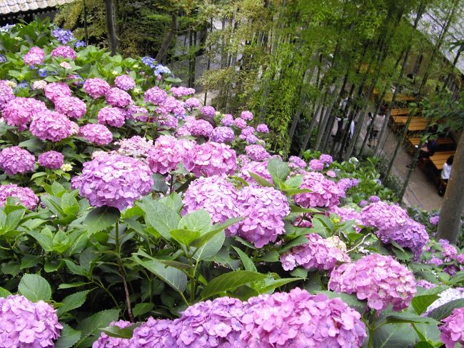 前回、雨がひどく長谷寺見学を断念したので、リベンジ<br />待ち時間もなく長谷寺の紫陽花を堪能することができた<br />その後、成就院へ<br />どちらもほぼ満開だった