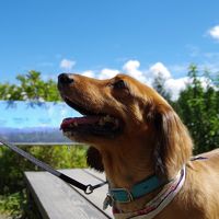 愛犬と初旅行で八ヶ岳♪U・x・U