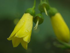 祝・キレンゲショウマ開花！初秋の京都府立植物園はお楽しみがいっぱい！