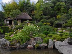 京都　芙蓉の花咲く等持院