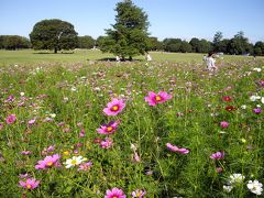 昭和記念公園・コスモス