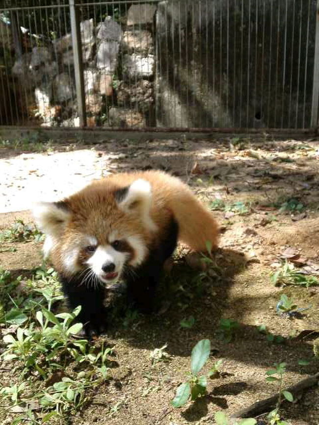 長かった夏休みが終わり、やっと時間を自由に使える生活が戻ってきました。<br />まだまだ暑い日が続いているのですが、秋に関東方面に移動が決まっている”とべ動物園”の子ゾウの砥夢君に会いに行かなければ！！<br />トム君には関東の動物園でいつか会う事はできるでしょうけれど、お姉ちゃんの媛ちゃんと一緒に子供同士で遊ぶ姿はこの時期を逃せばもう見ることはできないでしょう。移動前に絶対にとべ動物園に行きたいと春より願っていました。<br />さて、乗り換え駅の岡山には池田動物園があり、レッサーパンダの赤ちゃんが産まれているとの事。なんと都合が良いのでしょう。迷うことなく日程を一日伸ばすことにし、初日はこの池田動物園を堪能する事にしました。ここには到津の森公園の野風のお母さんのフィンフィンもいるので会えたら嬉しいな〜。