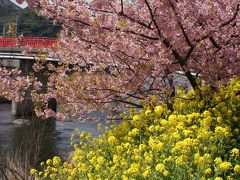 河津桜